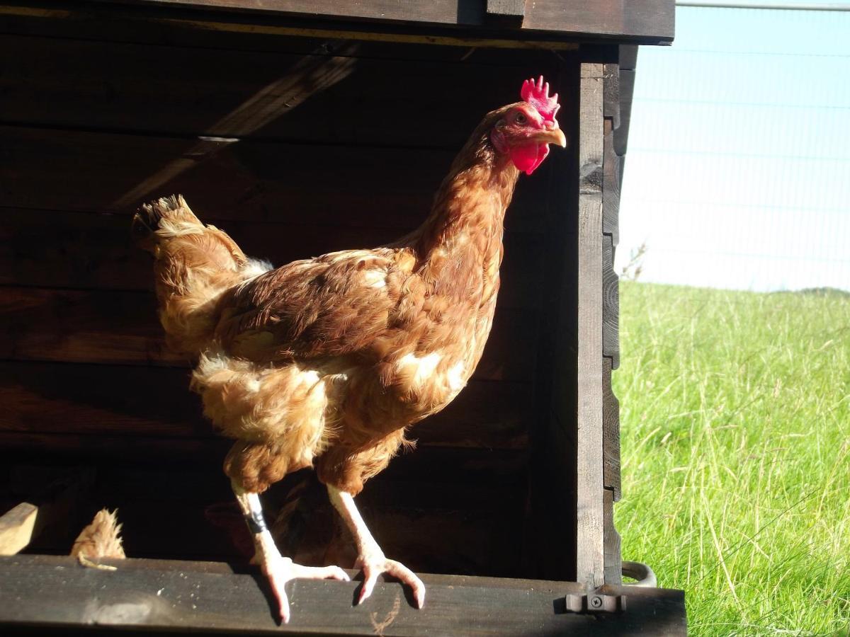 Deepaller Farm Tiverton  Kültér fotó